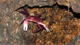 Ghatiana Karnataka: Mookambika forester discovers new crab species named after the state